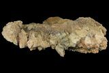 Fossil Dinosaur (Triceratops) Frill Section - North Dakota #134315-2